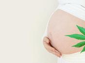 GROSSESSE CANNABIS L’exposition prénatale fait cerveau fœtal