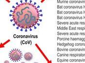 CORONAVIRUS porcin transmissible cellules humaines