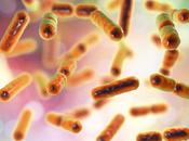 MICROBIOTE CANCER bactéries l'intestin participent succès traitement