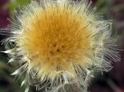 Carline commune (Carlina vulgaris)