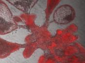 COVID-19 mini-poumons pour comprendre l’infection