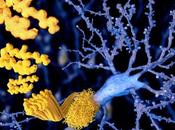 ALZHEIMER segment bêta-amyloïde dans toxicité neuronale
