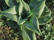 Orchis bouc (Himantoglossum hircinum)