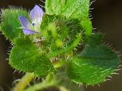 Véronique feuilles lierre (Veronica hederifolia)