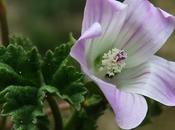 Mauve commune (Malva neglecta)