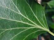 feuilles Lierre grimpant (Hedera helix)