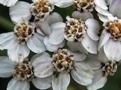 Achillée millefeuille (Achillea millefolium)