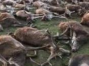 Portugal choqué après partie chasse plus animaux tués