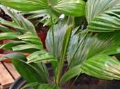 joli palmier feuilles rondes: livistona rotundifolia