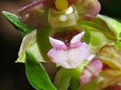 Épipactis larges feuilles (Epipactis helleborine)