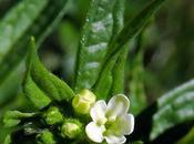 Grémil officinal (Lithospermum officinale)