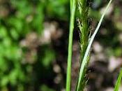 Laîche bois (Carex sylvatica)