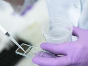 COVID-19 Lésions testiculaires réduction fertilité