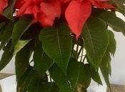 Commençons avec voeux