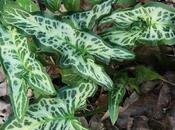 Arum d'Italie (Arum italicum)