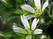 Céraiste aggloméré (Cerastium glomeratum)