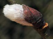 Saule marsault (Salix caprea)