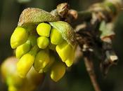 Cornouiller mâle (Cornus mas)