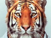 suis tigre
