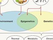 #Cell #métabolisme #obésité #diabètedetype2 Conséquences métaboliques l’obésité diabète type gènes d’équilibrage d’environnement pour soins personnalisés