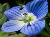 Véronique Perse (Veronica persica)