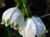 Nivéole printemps (Leucojum vernum)