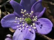 Anémone hépatique (Anemone hepatica)