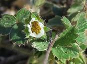 Potentille stérile (Potentilla sterilis)