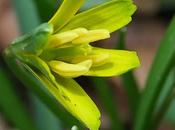 Gagée jaune (Gagea lutea)