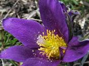 Anémone pulsatille (Anemone pulsatilla)