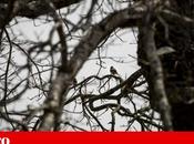 Avez-vous moineaux? bénévoles aident dessiner portrait oiseaux communs autour nous Journal Valley Bugler