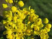 Mahonia faux-Houx (Berberis aquifolium)