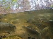 Pour missions aériennes, sous-marines portrait, c’est technologie photo rescousse