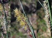 Laîche glauque (Carex flacca)