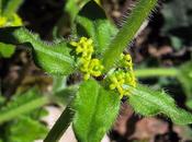 Gaillet croisette (Cruciata laevipes)