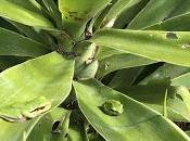 Nuits d'été Thomas Flahaut