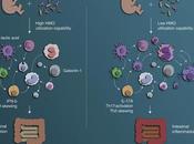 #Cell #bifidobactérie #systèmeimmunitaire système immunitaire contrôlé bifidobactéries marque empreinte début