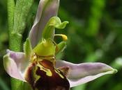 Ophrys abeille (Ophrys apifera)