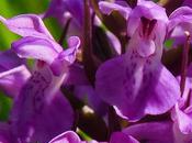 Orchis négligé (Dactylorhiza praetermissa)