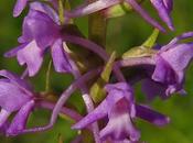 Orchis moucheron (Gymnadenia conopsea)