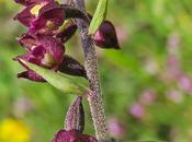 Épipactis brun-rouge (Epipactis atrorubens)