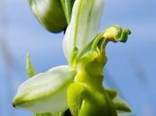 Ophrys abeille var. chloranta (Ophrys apifera chlorantha)