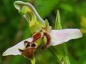 Ophrys abeille var. curviflora (Ophrys apifera curviflora)