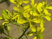 Pastel (Isatis tinctoria)