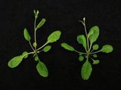 Nouvelle technologie phytogénétique CRISPR/Cas9 pour améliorer rendement agricole résister effets changement climatique