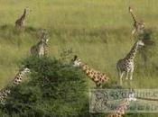 Biodiversité espèces menacées d’extinction Cameroun