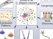 #Cell #systèmenerveux #topographiemoléculaire Topographie moléculaire d'un système nerveux entier