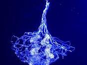 Avignon juillet Gémeaux, Verbe fou, Théâtre Actuel, Girasole