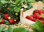 astuces pour réussir culture fraises