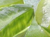 COUPS SOLEIL réflexe Aloe Vera